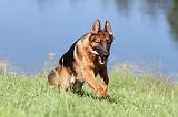 BERGER ALLEMAND 720